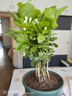 開時果 茉莉花盆栽濃香型 桌面綠植物陽臺花卉樹苗盆景擺件源頭直發(fā)包郵 精品茉莉花5-10株【加侖盆】 曬單實拍圖