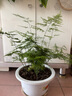 文竹盆栽室內(nèi)客廳植物花卉辦公室綠植桌面凈化空氣創(chuàng)意小盆景原盆 精選小文竹【15-22cm高】3盆+育苗盤 曬單實拍圖