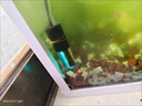 小米鍋巴魚(yú)缸UV殺菌燈紫外線(xiàn)線(xiàn)定時(shí)燈魚(yú)池除藻消毒專(zhuān)用水族潛水燈管 迷你石英防爆UV燈3W[40CM以下魚(yú) 曬單實(shí)拍圖