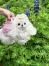 TAIGEPETS【可背 可提 可牽引】小香風狗包背包外出寵物小型犬便攜單肩貓包 粉色寵物包【可背 可提 可牽引】 S碼【建議5斤內狗7斤內貓】 曬單實拍圖