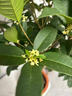 四季桂花盆栽樹(shù)苗開(kāi)花植物室內(nèi)外花卉濃香好養(yǎng)可食用綠植盆景月桂 【精品】四季桂/40-50cm[原土球] 曬單實(shí)拍圖