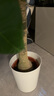 植男植女發(fā)財樹(shù)招錢(qián)樹(shù)天堂鳥(niǎo)金錢(qián)樹(shù)幸福樹(shù)白掌大綠植室內辦公室客廳綠植 【發(fā)財樹(shù)】1.2-1.4m 白色圓柱形雙層樹(shù)脂盆 曬單實(shí)拍圖