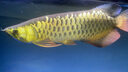 仟湖龍魚(yú)魟魚(yú)專(zhuān)用鹽觀賞魚(yú)水族鹽魚(yú)缸減壓殺菌凈水開(kāi)缸消毒熱帶魚(yú)用鹽 500g*5包龍魚(yú)/魟魚(yú)鹽 曬單實(shí)拍圖