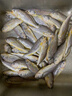 小黃花魚新鮮冷凍燒烤小黃魚生鮮水產(chǎn)活海魚海鮮整箱商用批發(fā)順豐 小黃花魚5斤【6-7條/斤】 曬單實拍圖