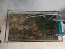 寵小帥適用小米魚缸擺件水族箱造景原生態(tài)南美風(fēng)布景溪流石金魚缸裝飾品 【南美青龍石】造景套餐 曬單實(shí)拍圖