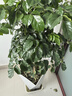 歐芽幸福樹大型盆栽 大樹樁小樹苗綠植物室內(nèi)客廳 80-90cm幸福樹 不含盆 曬單實拍圖