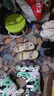 名創(chuàng)優(yōu)品（MINISO）洞洞鞋男女夏季外穿涼鞋防滑厚底踩屎感包頭涼拖鞋 卡其+海洋星星 曬單實(shí)拍圖