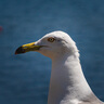 適馬（SIGMA） Art 適馬85mm F1.4 DG DN 全畫幅微單 大光圈定焦鏡頭人像鏡頭 索尼E口 官方標配 曬單實拍圖