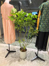 植男植女鴨腳木造型客廳盆栽八方來(lái)財室內落地北歐輕奢大型好養常青綠植 鴨腳木 圓盆  自然造型1.4-1.6m 曬單實(shí)拍圖