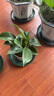 【吸甲醛植物】大葉金鉆盆栽室內(nèi)綠植辦公室客廳四季常青水培好養(yǎng) 一盆金鉆+塑料梅花盆 一盆三顆【下單就送顆粒肥】 曬單實(shí)拍圖