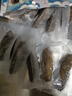 連海肴即食海參 大連刺參單個獨立包裝 鮮食海參 遼參化凍即食 海鮮禮盒 500g 18-20只【固形物≥85%】 曬單實拍圖