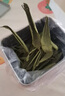特級(jí)品質(zhì)甜葉菊茶甜菊葉鐵盒裝代糖養(yǎng)生花草茶沖泡水喝女士茶葉 甜葉菊25g（鐵盒裝） 甜葉菊 曬單實(shí)拍圖