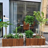 靜黛軒發(fā)財樹盆栽室內(nèi)大型綠植客廳大盆栽喬遷開業(yè)招財好養(yǎng)植物 【養(yǎng)死包賠】精品獨桿1.3-1.4m(福字款) 含盆 曬單實拍圖