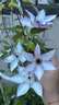 愛麗思（IRIS）  仿陶瓷花盆加厚圓形樹脂塑料簡約室內(nèi)地面種花種樹盆栽 400淺米色(口徑40cm) 曬單實拍圖