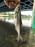 川澤蘆葦浮漂高靈敏魚漂醒目鯽魚漂野釣輕口滑口帶殼浮標LH03-3粗尾 曬單實拍圖