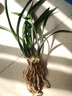 劉閣蘭花蘭花苗建蘭四季蘭老君荷濃香室內(nèi)花卉盆栽 4苗帶花苞裸根源頭直發(fā) 曬單實(shí)拍圖