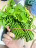 趣果邦順豐包郵新鮮樹(shù)仔菜天綠香海南五指山野菜特色蔬菜私房菜產(chǎn)地直銷(xiāo)1斤裝【泡沫箱冰箱保鮮發(fā)貨】 曬單實(shí)拍圖