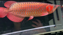 印尼紅龍魚(yú)活體魚(yú)辣椒紅龍超血紅龍金龍魚(yú)活魚(yú)龍魚(yú)小魚(yú)熱帶觀(guān)賞魚(yú) 極品——赤血紅龍【包發(fā)色】 18-20cm【證書(shū)芯片齊全】包發(fā)色 曬單實(shí)拍圖