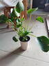 海蒂的花園旗艦店室內(nèi)盆栽植物龜背竹秋海棠辦公室客廳桌面觀葉綠植盆栽 【觀葉植物】鏡面草10cm盆（不含陶盆） 含盆 曬單實拍圖