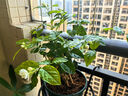 開時果 茉莉花盆栽濃香型 桌面綠植物陽臺花卉樹苗盆景擺件源頭直發(fā)包郵 精品茉莉花5-10株【加侖盆】 曬單實拍圖
