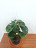 小盼菩提樹盆栽綠植物室內(nèi)花盆景辦公室桌面觀葉四季客廳好養(yǎng)活樹 2盆-菩提【帶果發(fā)貨】原盆原土 帶盆栽好 曬單實(shí)拍圖