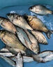 醉魚藥特效暈魚劑江河魚塘專用醉魚藥無毒可食用魚塘醉魚藥暈魚劑 單瓶裝【安全無毒】 曬單實拍圖
