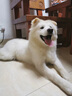 AKC醫(yī)仕高大骨鈣片狗狗貓咪補(bǔ)鈣幼犬成犬大型犬健骨補(bǔ)鈣爆骨鈣片 【健骨補(bǔ)鈣】AKC鈣片500粒+贈(zèng):營(yíng)養(yǎng)膏120g 曬單實(shí)拍圖