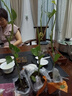 新品種紫蜜百香果樹(shù)苗純甜無(wú)酸耐寒品種百香果苗薄皮四季種植盆栽 【3棵嫁接苗】 曬單實(shí)拍圖