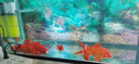 京業(yè)魚(yú)缸多功能過(guò)濾器JY-906F款30w 魚(yú)馬桶過(guò)濾水族箱養魚(yú)循環(huán)水泵 曬單實(shí)拍圖