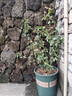 爬藤月季濃香型大花四季爬墻花卉盆栽薔薇花苗爬藤攀援植物庭院 王妃  不含盆 約1-1.3m高1棵 曬單實(shí)拍圖