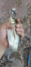 掠鯊反底釣浮珠釣魚浮水珠珠浮球濃香型玉米粒假軟餌青魚珠珠魚餌餌料 濃香玉米軟餌【50顆】 8mm 曬單實(shí)拍圖