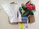 仟草集帶盆帶土重瓣麗格海棠玫瑰海棠花盆栽帶花發(fā)貨客廳陽 紅色 曬單實(shí)拍圖