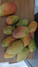 果戀匯（GUOLIANHUI）海南三亞樹(shù)上熟貴妃芒當季小芒果新鮮水果當季現貨整箱紅金龍順豐 凈重5斤裝（樹(shù)上熟） 曬單實(shí)拍圖