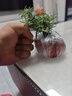 迷迭香苗盆栽可食用驅(qū)蚊植物香草薄荷苗綠植物室內(nèi)煎牛排水培花卉 迷迭香原盆土1盆 盆徑約12cm 含盆高約25cm 曬單實(shí)拍圖