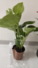 植男植女客廳龜背竹大型真綠植盆栽凈化空氣寓意好四季常青辦公室源頭直發(fā) 曬單實(shí)拍圖