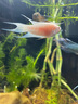中國斗魚(yú)觀(guān)賞斗魚(yú)活體耐養好養奧火冷水魚(yú)好養耐活天使魚(yú)孔雀魚(yú) 澳火魚(yú)苗4-5公分2條 曬單實(shí)拍圖