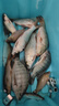 神鯊3.9米四君子鯽魚竿28調(diào)超輕超細魚竿手竿臺釣竿野釣鯽桿釣竿漁具 曬單實拍圖