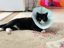 CATMATETouchdog它它貓咪伊麗莎白圈夏天超輕軟圈幼貓狗狗防舔絕育恥辱圈 藍愛(ài)玉【透氣舒適】 M-中型 頸圍：22-25cm 曬單實(shí)拍圖