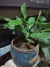 垂絲茉莉盆栽帶花苞老樁陽(yáng)臺室內垂吊風(fēng)車(chē)易活四季綠植物花卉開(kāi)花 【花期帶花】垂絲茉莉20-25cm（原盆土） 曬單實(shí)拍圖
