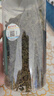 同仁堂（TRT）桑葉茶霜后正宗霜打冬桑葚葉茶老桑樹葉干泡水養(yǎng)生茶120g/罐 曬單實拍圖