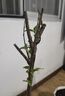 嫣藍車(chē)厘子樹(shù)苗大櫻桃苗盆地栽果樹(shù)苗美早苗1.5-2公分粗1棵源頭直發(fā) 曬單實(shí)拍圖