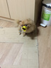咪貝萌狗狗鴨嘴套寵物泰迪中小型犬防咬口罩防叫防亂吃防止亂咬人止吠器 黃色 S-小型（建議4-9斤） 曬單實拍圖