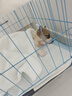 果粒之星純種柯基幼犬小型犬活體短腿柯基活體寵物狗威爾士三色柯基犬 寵物級 起售 曬單實拍圖