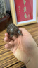 金絲楠陰沉木金錢龜原木桌面擺件規(guī)格長7.5*4.2*4cm 曬單實(shí)拍圖