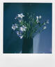 寶麗來（Polaroid）600型拍立得相機(jī)相紙 復(fù)古膠片【限I-2&Now&Now+&Lab可用】 25年6月600型彩色白框五連包(40張) 曬單實(shí)拍圖