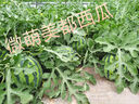 KOTOKO甩脂機(jī)瘦減肚子神器加熱敷震脂腰帶震動塑形收腰腹部懶人減肥器材 多功能款 遠(yuǎn)紅外+瘦瘦包+光療燈+氣囊按摩 曬單實(shí)拍圖