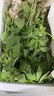 妙普樂荊芥菜新鮮 河南大葉荊芥葉菜調(diào)味涼拌菜莖芥 鮮嫩現(xiàn)挖現(xiàn)發(fā)帶根 現(xiàn)摘帶根荊芥 【2斤】 曬單實(shí)拍圖