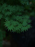 富士（FUJIFILM）GF 55mm F1.7 R WR 中畫幅定焦鏡頭 F1.7超大光圈 等效44mm人眼視角自動(dòng)對(duì)焦人像靜物風(fēng)光 官方標(biāo)配【全新未拆】 - 曬單實(shí)拍圖