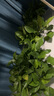 雙盟綠蘿盆栽除甲醛花卉綠植辦公室新房凈化空氣180加侖4盆裝源頭直發(fā) 曬單實拍圖