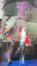 彩錦王錦鯉魚(yú)食金魚(yú)魚(yú)糧觀(guān)賞魚(yú)育成色楊胚芽速長(cháng)增體增色不渾水錦鯉魚(yú)料 【育成】454g S小顆粒3.5mm【適合體長(cháng)10cm以下幼魚(yú)】 曬單實(shí)拍圖